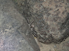 Eusparassus