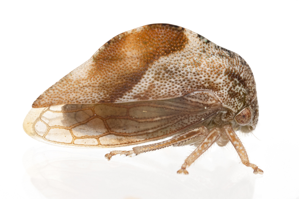 Cyrtolobus fuliginosus