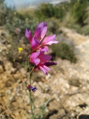 Gladiolus illyricus