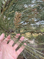 Pinus torreyana ssp. insularis