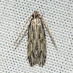 Spinitibia hodgesi