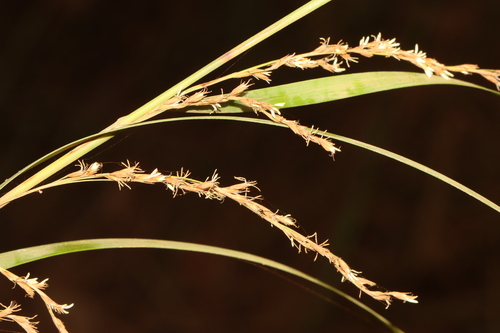 Gahnia sclerioides
