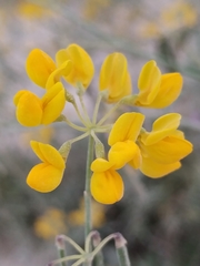Coronilla juncea