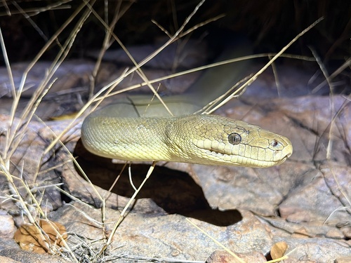 Olive Python sighting