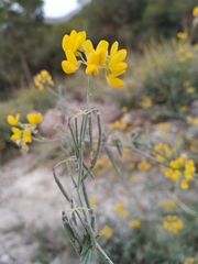 Coronilla juncea