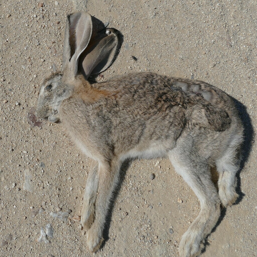 Cape Hare from C28, Region Erongo, Namibia on May 16, 2024 at 11:52 AM ...