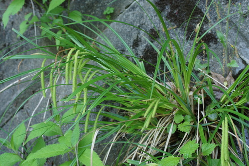 Carex kiotensis iNat (3)