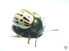 Leptinotarsa lineolata