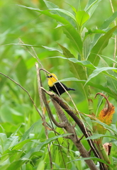 Chrysomus icterocephalus