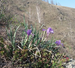 Iris tigridia