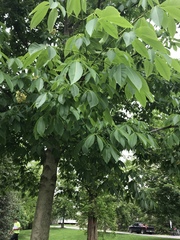 Aesculus glabra glabra