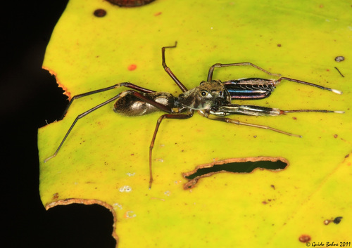 Diolenius phrynoides