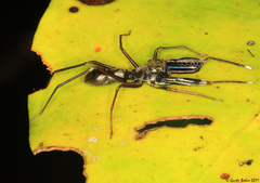 Diolenius phrynoides