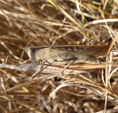 Epacromiini