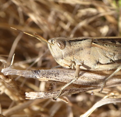 Epacromiini
