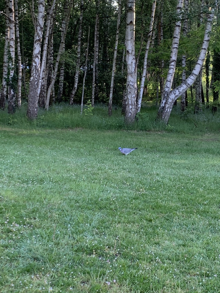 Common WoodPigeon from Oakengates, Bracknell, England, GB on May 17