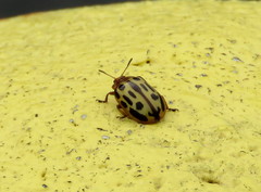 Chrysomela texana