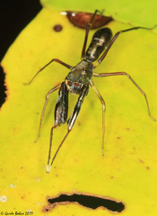 Diolenius phrynoides