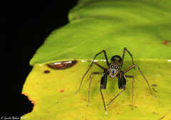 Diolenius phrynoides