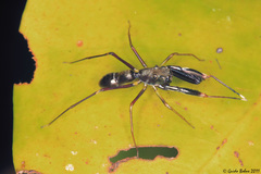 Diolenius phrynoides
