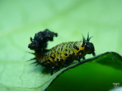 Chelymorpha phytophagica