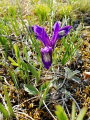 Iris ruthenica