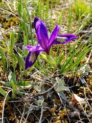 Iris ruthenica