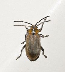 Poneridia semipullata