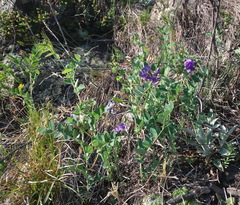 Lathyrus humilis