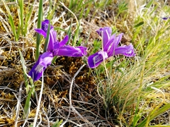 Iris ruthenica