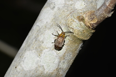 Poneridia semipullata