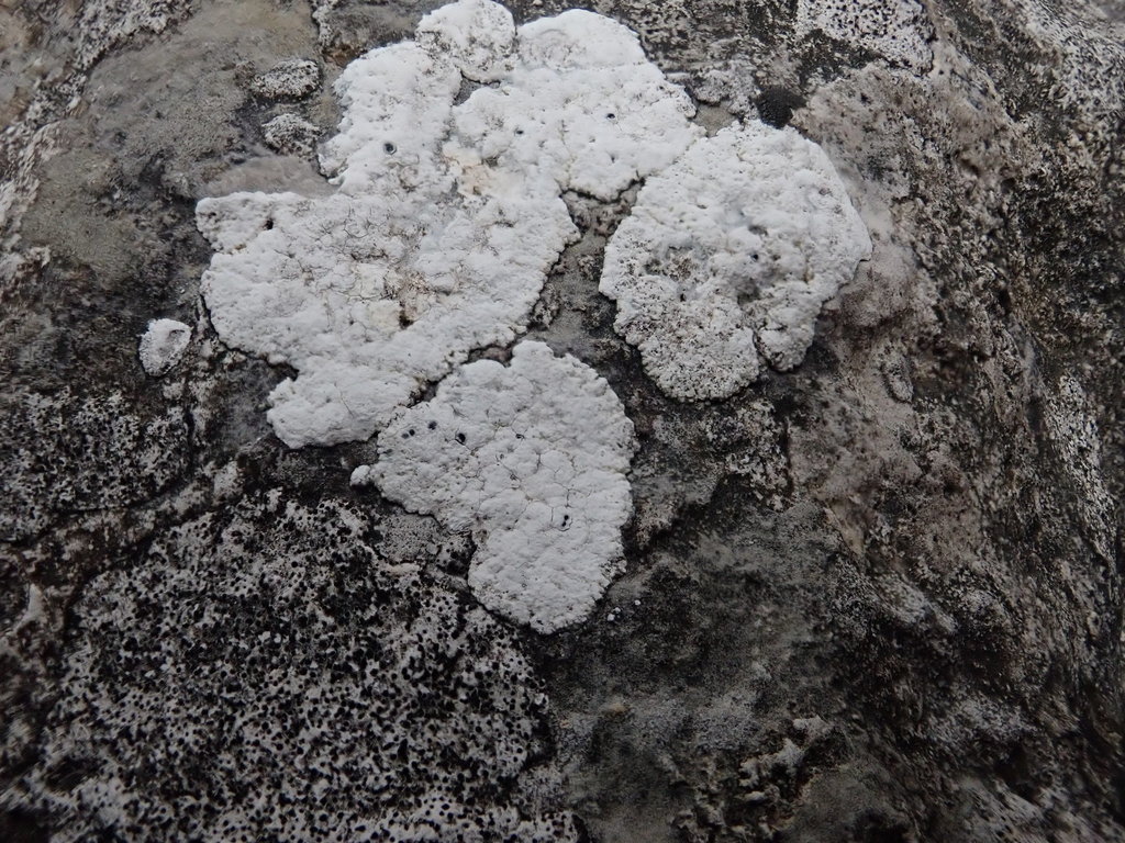 Rehmia umbilicata