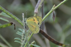 Colotis calais calais