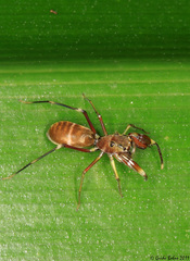 Diolenius phrynoides