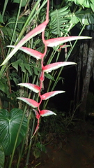 Heliconia chartacea