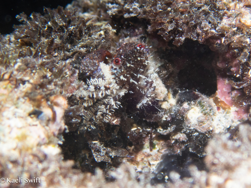 Luniella pugil observed 2024-05-15