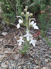 Teucrium pseudochamaepitys