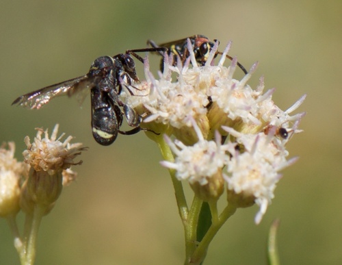 Leucospidae