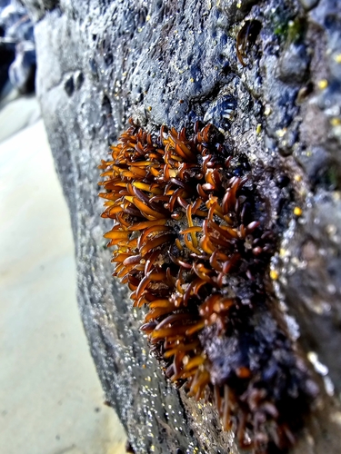 Iridaea tuberculosa observed 2024-05-17