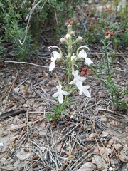 Teucrium pseudochamaepitys