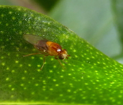 Thaumatomyia rubida