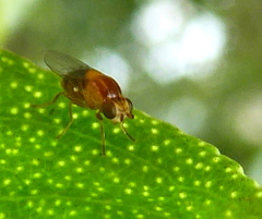 Thaumatomyia rubida
