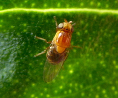 Thaumatomyia rubida