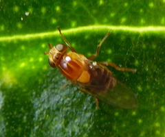 Thaumatomyia rubida