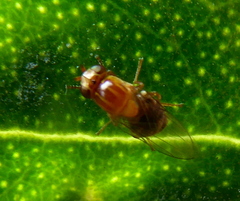Thaumatomyia rubida