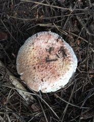 Amanita novinupta