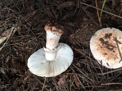 Amanita novinupta