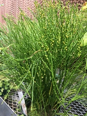 Psilotum