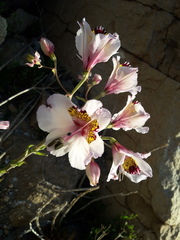 Alstroemeria magnifica