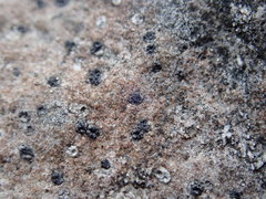 Sagiolechia protuberans